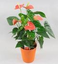 Orange Anthurium